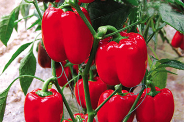 点击图片进入下一页